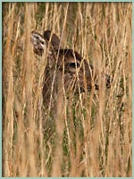 Deer in the grass