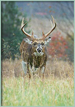 Buck in Cades Cove - Images by GLB photo