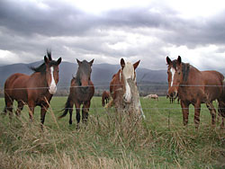 Horses in Cades Cove - Images by GLB photo