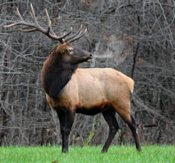 Elk in Cataloochee - Images by GLB photo
