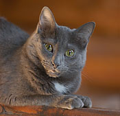 Yes our North Carolina log cabin is cat friendly