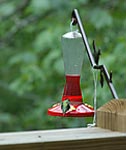 Actual hummingbird at the cabin photographed through the kitchen window