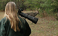 Deer in Cades Cove - Images by GLB photo