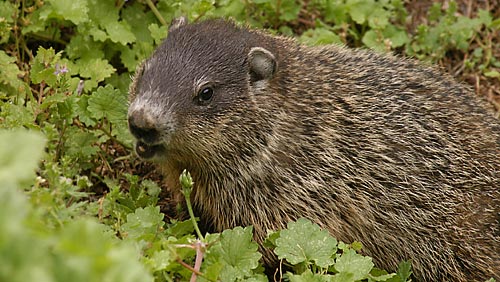 One of the local Woodchucks