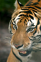 Images by GLB photo